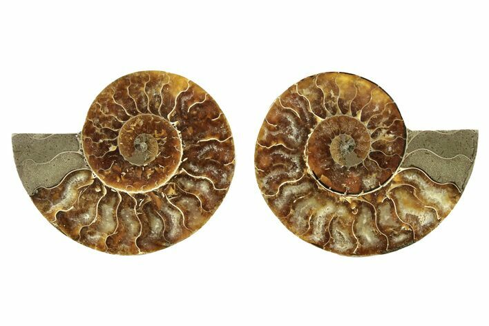 Cut & Polished, Agatized Ammonite Fossil - Madagascar #263299